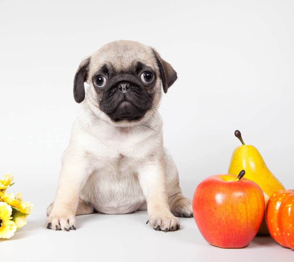 Обои цветы, щенок, яблоко, тыква, мопс, груша, flowers, puppy, apple, pumpkin, pug, pear разрешение 3500x2140 Загрузить