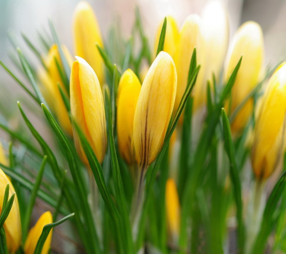 Обои желтый, бутоны, весна, крокусы, yellow, buds, spring, crocuses разрешение 2232x1484 Загрузить