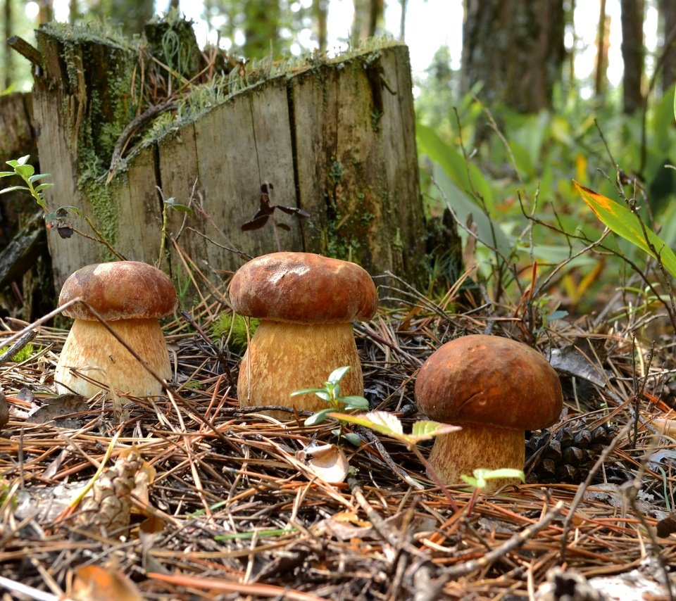 Обои лес, хвоя, грибы, пень, трио, боровики, forest, needles, mushrooms, stump, trio разрешение 2700x1720 Загрузить