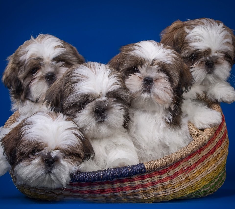 Обои корзина, щенки, ши-тцу, квинтет, basket, puppies, shih tzu, quintet разрешение 2900x1839 Загрузить