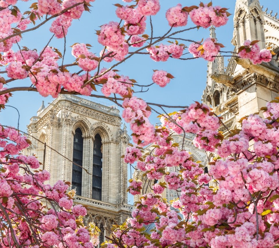 Обои собор, париж, весна, сакура, cathedral, paris, spring, sakura разрешение 2048x1304 Загрузить