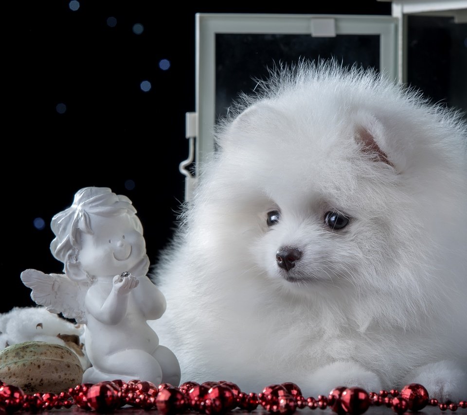 Обои белый, статуэтка, щенок, ангел, милый, шпиц, white, figurine, puppy, angel, cute, spitz разрешение 3600x2301 Загрузить