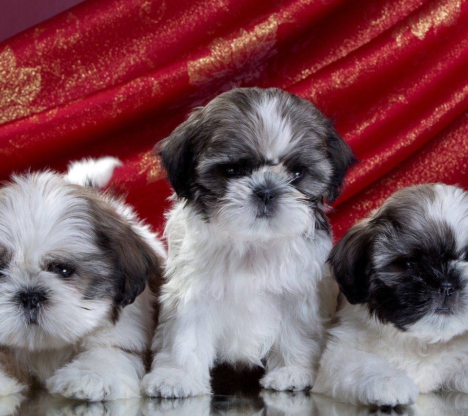 Обои щенки, трио, ши-тцу, puppies, trio, shih tzu разрешение 2100x1280 Загрузить