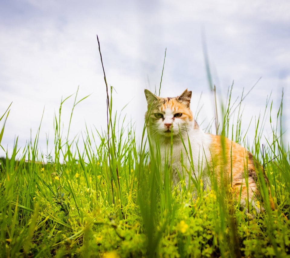 Обои трава, кот, лето, кошка, взгляд, grass, cat, summer, look разрешение 2048x1365 Загрузить