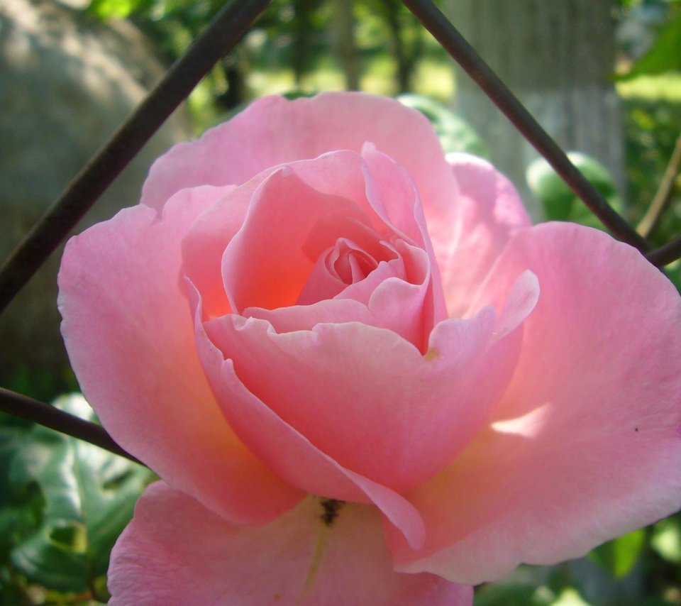 Обои роза, сад, тень, rose, garden, shadow разрешение 2048x1536 Загрузить
