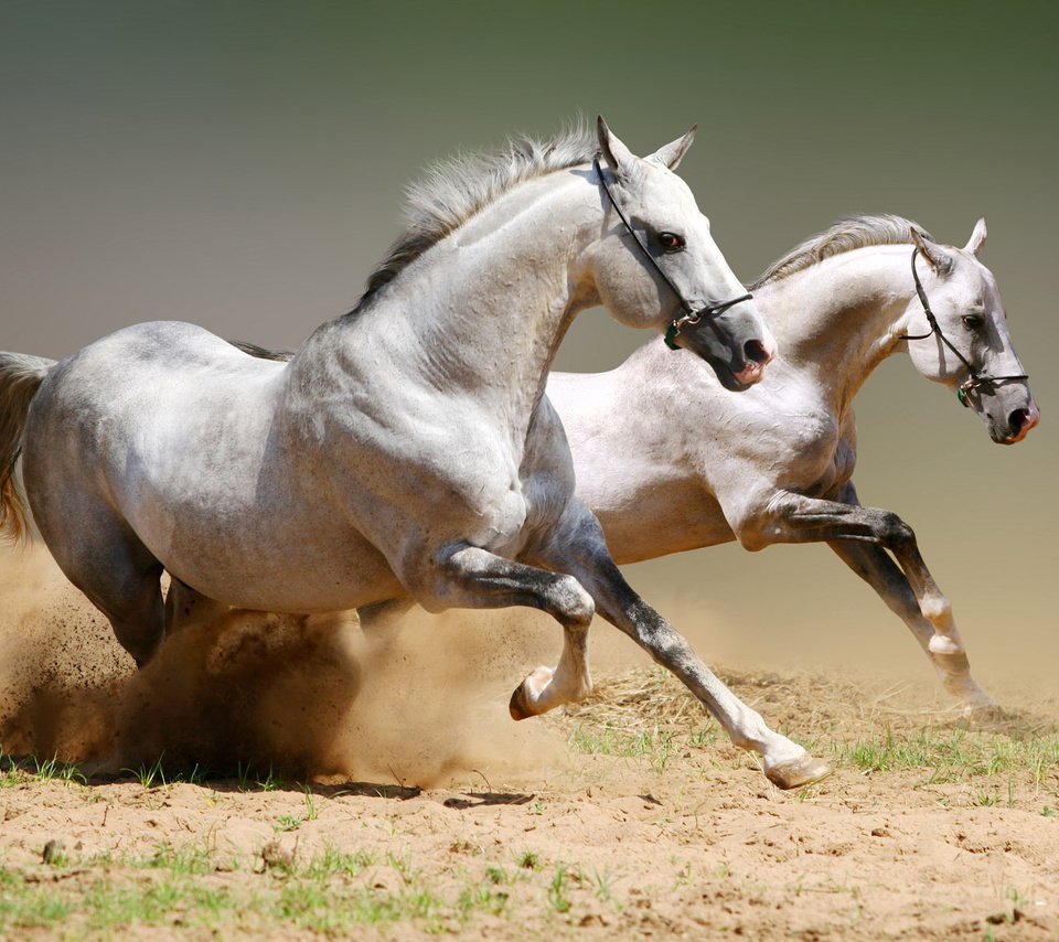 Обои пара, лошади, кони, пыль, грива, бег, копыта, белые лошади, pair, horse, horses, dust, mane, running, hooves, white horse разрешение 1920x1200 Загрузить