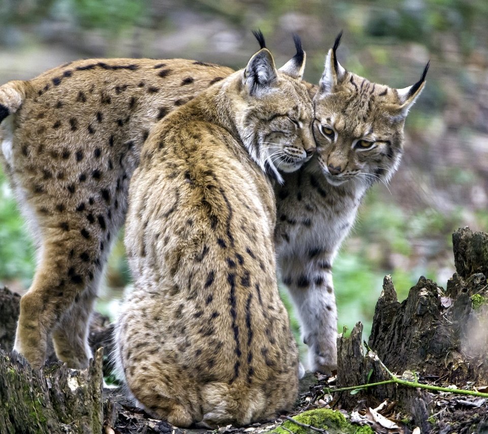 Обои рысь, пара, чувства, рыси, lynx, pair, feelings разрешение 2400x1598 Загрузить