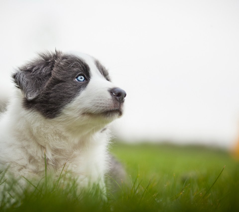 Обои трава, природа, мордочка, собака, серый, луг, щенок, аусси, grass, nature, muzzle, dog, grey, meadow, puppy, aussie разрешение 2048x1152 Загрузить