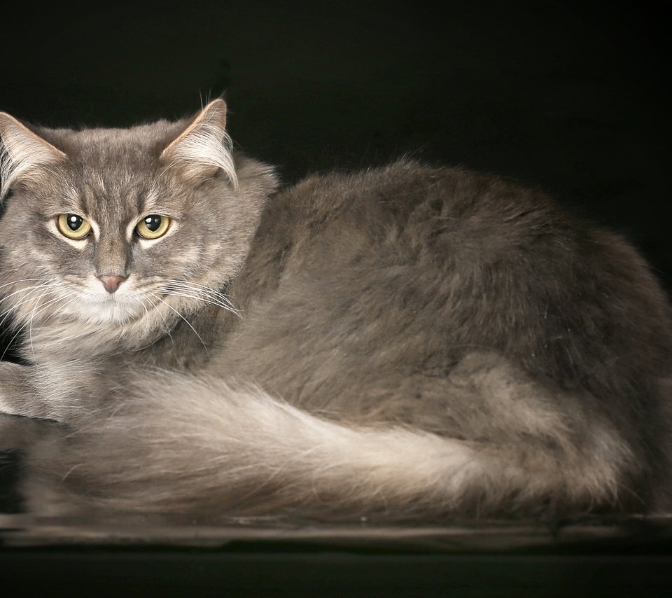 Обои кот, мордочка, кошка, взгляд, серый, красивый, cat, muzzle, look, grey, beautiful разрешение 2560x1600 Загрузить