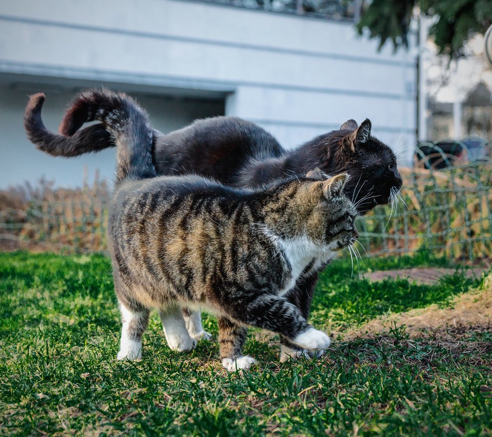 Обои парк, лето, кошки, сладкая парочка, park, summer, cats, sweet couple разрешение 1920x1280 Загрузить