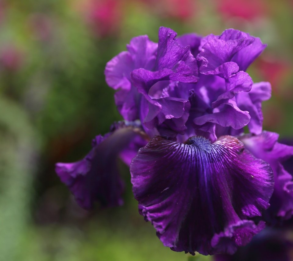 Обои макро, цветок, фиолетовый, ирис, macro, flower, purple, iris разрешение 3000x2000 Загрузить