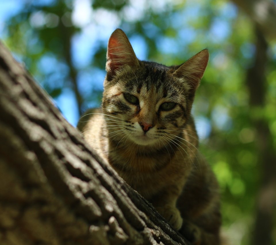 Обои дерево, усы, кошка, tree, mustache, cat разрешение 1920x1280 Загрузить