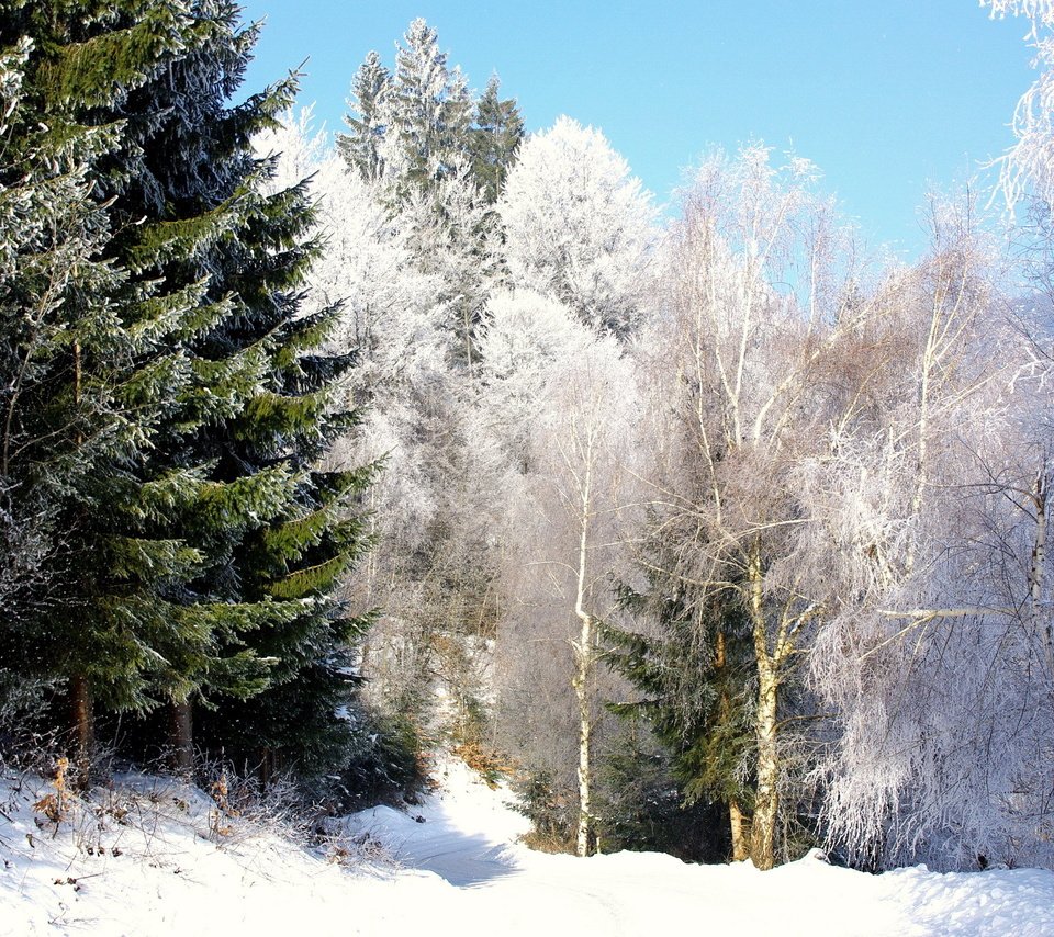 Обои снег, лес, зима, березы, елки, snow, forest, winter, birch, tree разрешение 2540x1700 Загрузить