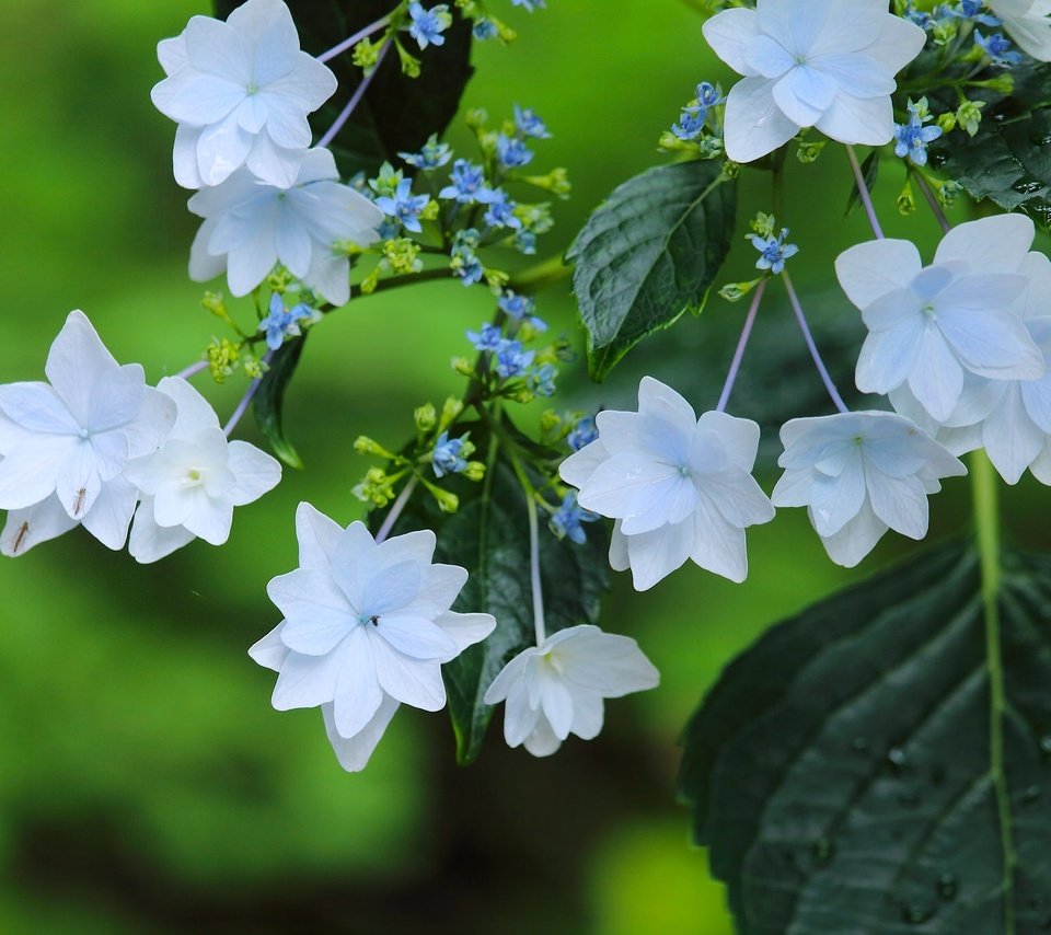 Обои макро, цветки, гортензия, macro, flowers, hydrangea разрешение 2048x1365 Загрузить