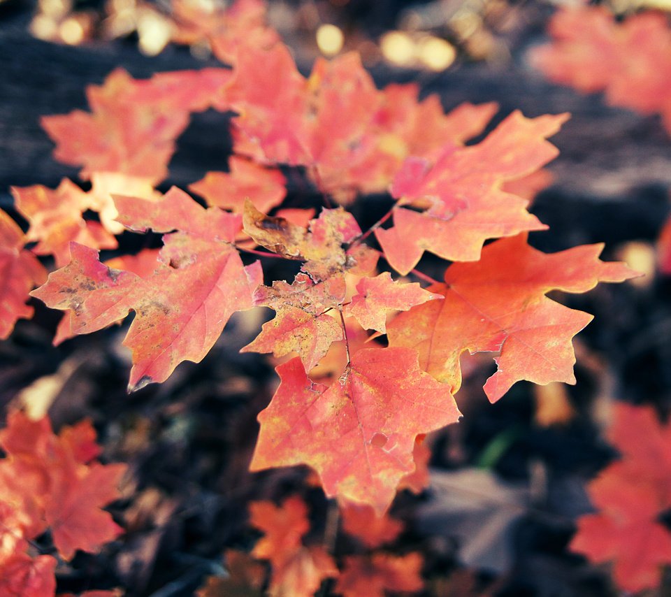 Обои листья, осень, клен, кленовый лист, осенние листья, leaves, autumn, maple, maple leaf, autumn leaves разрешение 5184x3456 Загрузить