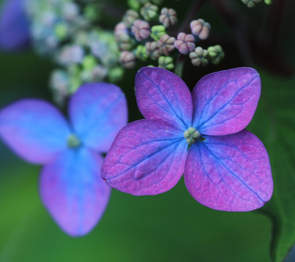 Обои макро, лепестки, цветки, боке, гортензия, macro, petals, flowers, bokeh, hydrangea разрешение 2048x1365 Загрузить