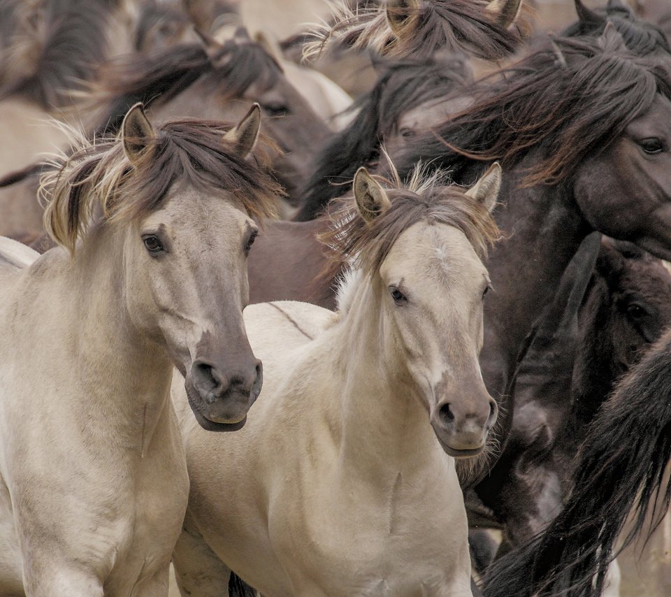 Обои лошади, кони, табун, дикие лошади, horse, horses, the herd, wild horses разрешение 3300x2000 Загрузить