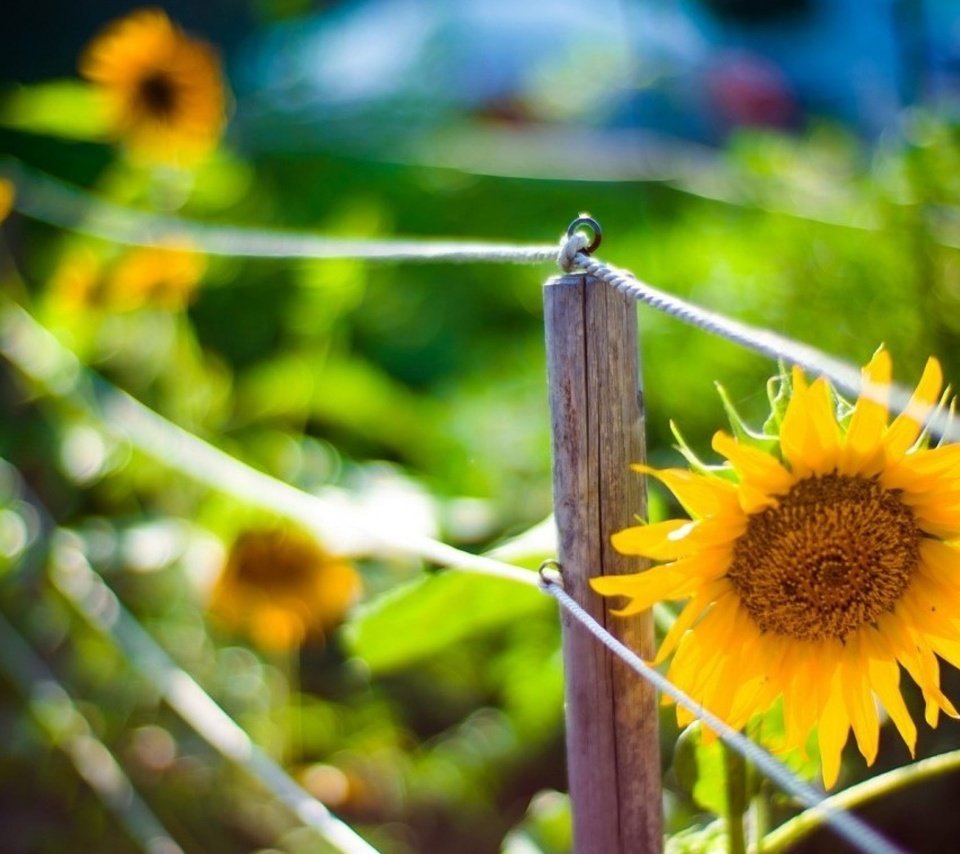 Обои размытость, подсолнухи, ограда, боке, blur, sunflowers, fence, bokeh разрешение 2560x1440 Загрузить