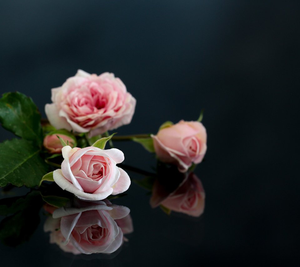 Обои цветы, отражение, розы, розовые, flowers, reflection, roses, pink разрешение 2048x1365 Загрузить