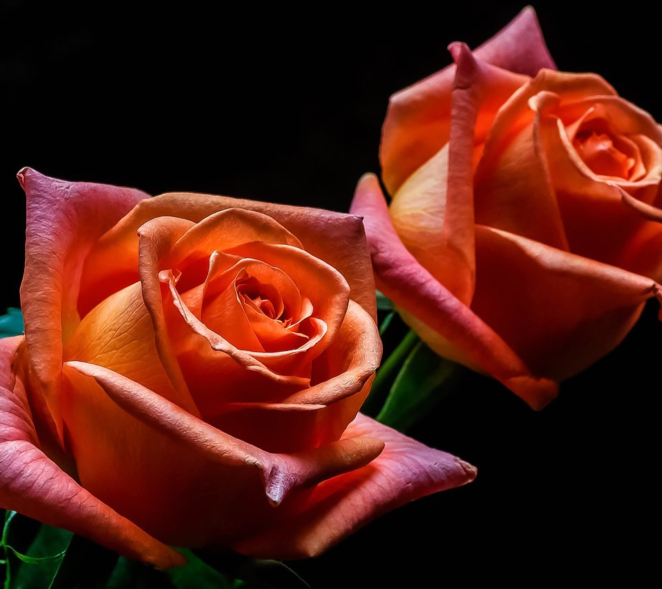 Обои розы, лепестки, краски, бутон, roses, petals, paint, bud разрешение 3354x2193 Загрузить