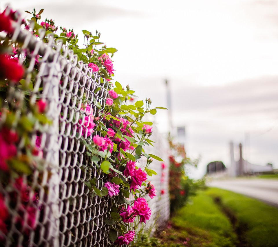 Обои цветы, фон, забор, flowers, background, the fence разрешение 2048x1365 Загрузить