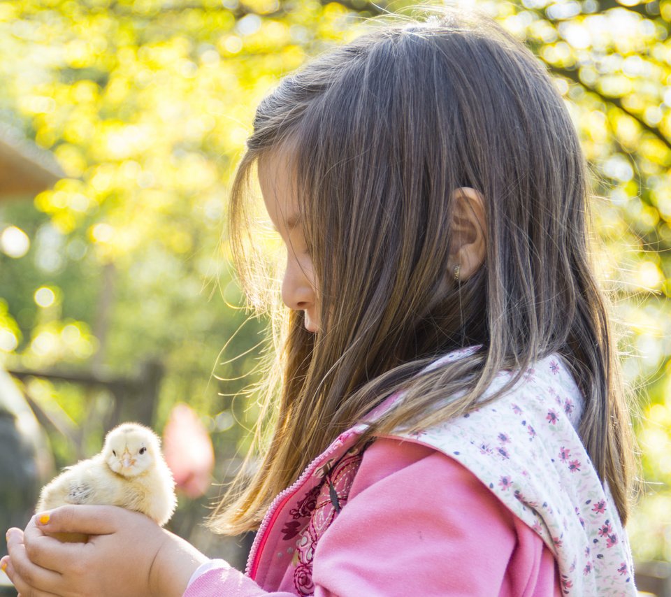 Обои девочка, ребенок, нежность, цыплёнок, girl, child, tenderness, chicken разрешение 2048x1365 Загрузить