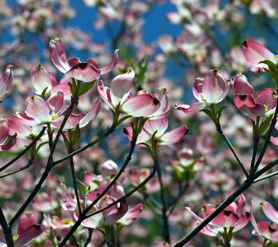 Обои природа, цветение, ветки, весна, магнолия, nature, flowering, branches, spring, magnolia разрешение 2400x1560 Загрузить