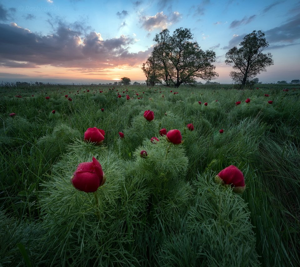 Обои цветы, вечер, поле, flowers, the evening, field разрешение 2048x1637 Загрузить