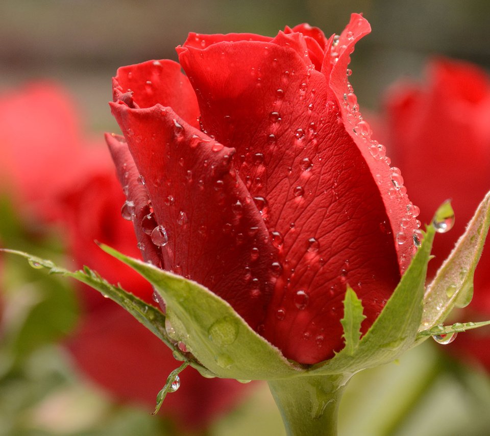 Обои макро, капли, роза, красная, бутон, боке, macro, drops, rose, red, bud, bokeh разрешение 2000x1333 Загрузить