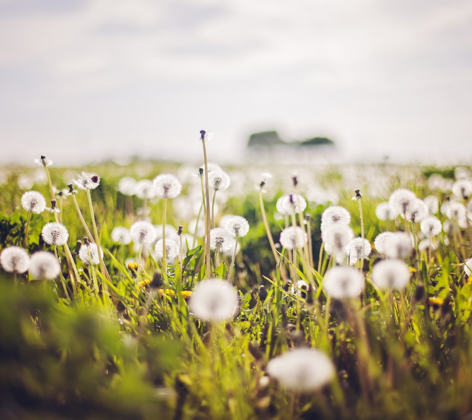 Обои природа, лето, одуванчики, nature, summer, dandelions разрешение 2048x1365 Загрузить