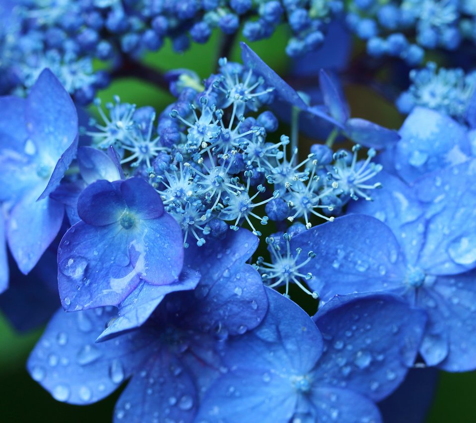 Обои цветы, макро, капли, соцветие, гортензия, flowers, macro, drops, inflorescence, hydrangea разрешение 2048x1365 Загрузить