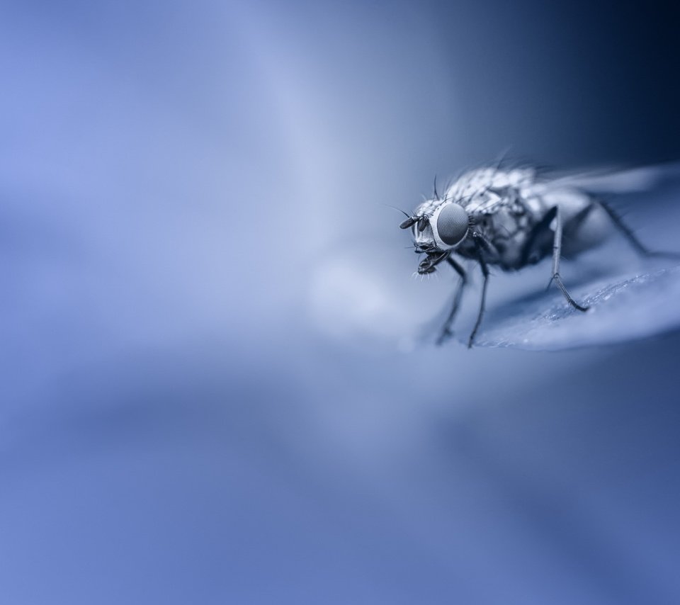 Обои макро, насекомое, фон, крылья, лапки, муха, macro, insect, background, wings, legs, fly разрешение 2548x1632 Загрузить