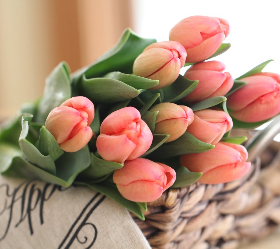 Обои бутоны, букет, тюльпаны, buds, bouquet, tulips разрешение 5184x3456 Загрузить