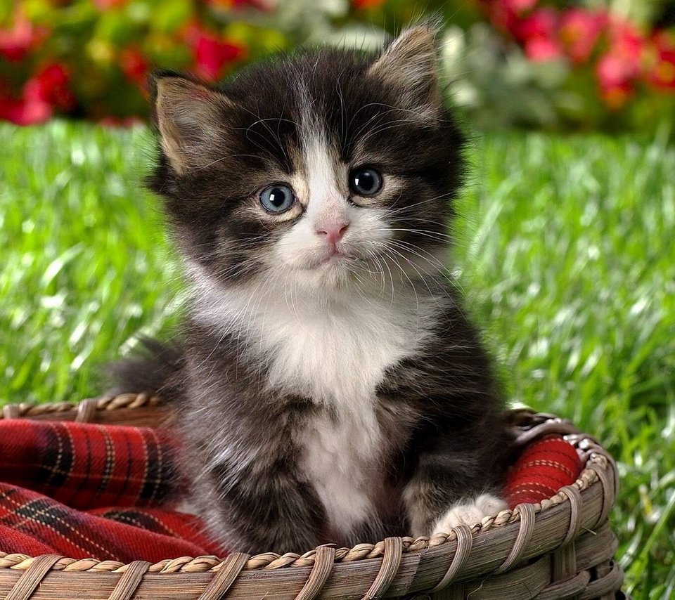 Обои кот, котенок, маленький, пушистый, корзинка, cat, kitty, small, fluffy, basket разрешение 1920x1440 Загрузить