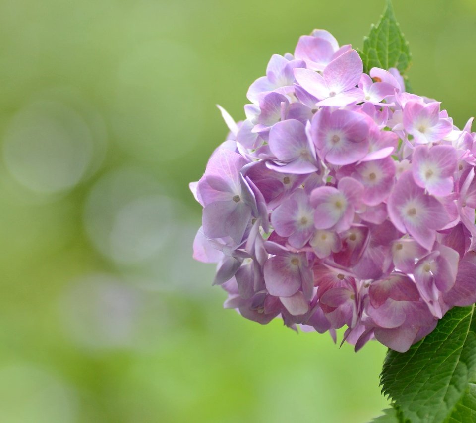 Обои цветы, макро, розовые, гортензия, flowers, macro, pink, hydrangea разрешение 2048x1356 Загрузить