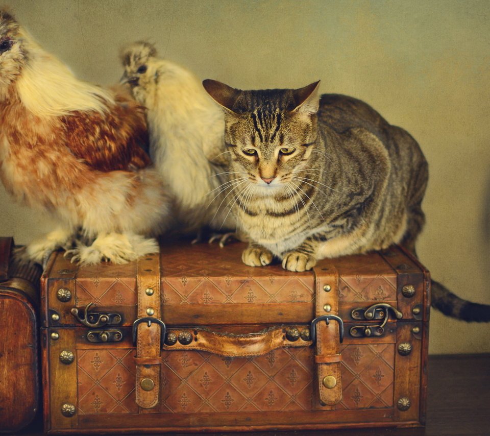Обои стиль, кот, ретро, кошка, чемоданы, вентилятор, куры, style, cat, retro, suitcases, fan, chickens разрешение 2048x1152 Загрузить
