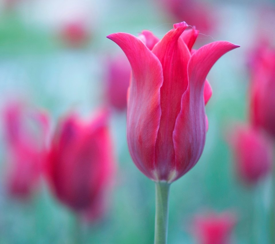 Обои макро, лепестки, краски, тюльпан, macro, petals, paint, tulip разрешение 4288x2848 Загрузить