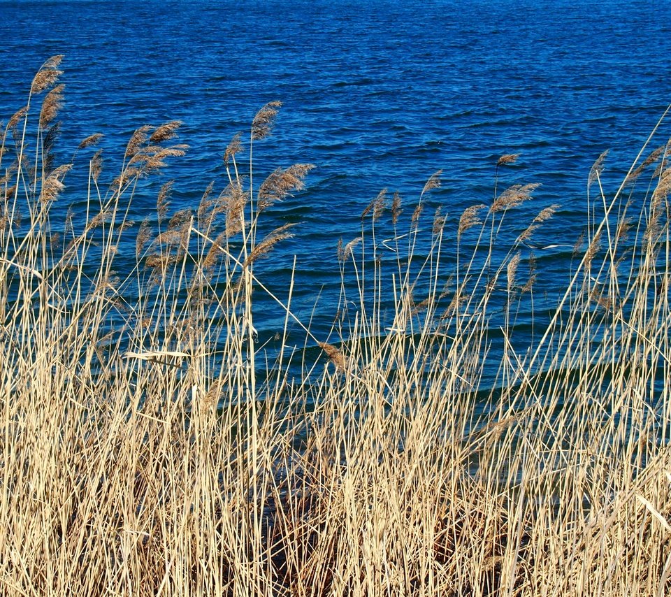 Обои трава, вода, природа, макро, колоски, голубая, сухая, grass, water, nature, macro, spikelets, blue, dry разрешение 4032x2272 Загрузить