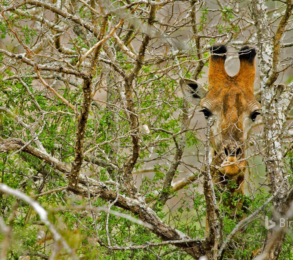 Обои дерево, ветки, африка, жираф, tree, branches, africa, giraffe разрешение 1920x1200 Загрузить