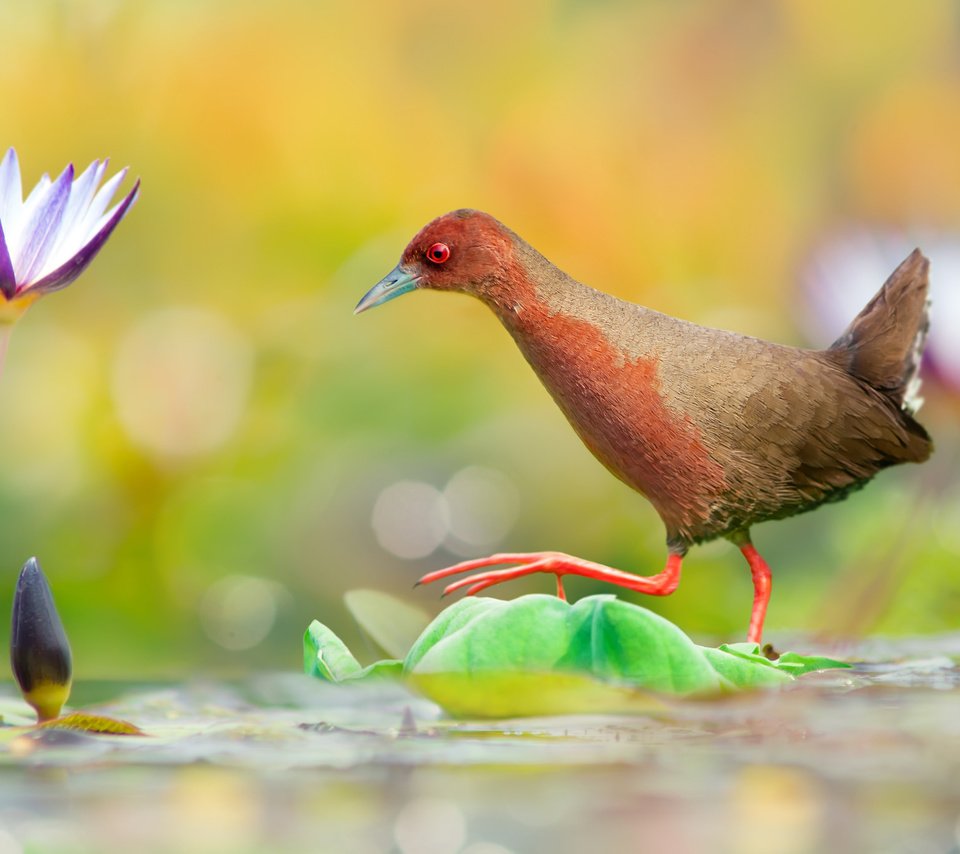 Обои вода, цветок, птица, переход, водяная лилия, красноногий погоныш, water, flower, bird, the transition, water lily, red-legged pagonis разрешение 2048x1371 Загрузить