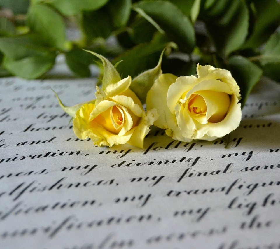 Обои стиль, макро, розы, письмо, дуэт, жёлтые розы, style, macro, roses, letter, duo, yellow roses разрешение 2048x1365 Загрузить