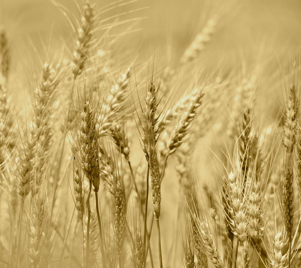 Обои поле, лето, колосья, урожай, рожь, field, summer, ears, harvest, rye разрешение 2048x1367 Загрузить