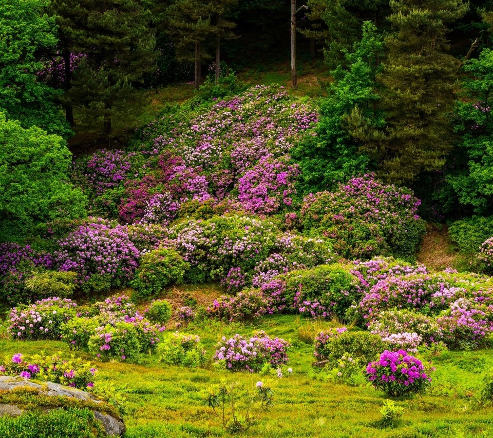 Обои цветы, деревья, цветение, камни, кустарники, flowers, trees, flowering, stones, shrubs разрешение 2000x1300 Загрузить