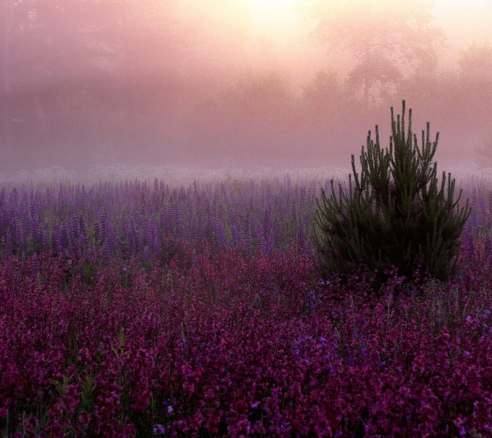 Обои цветы, елка, туман, поляна, розовые, дымка, фиолетовые, сиреневые, flowers, tree, fog, glade, pink, haze, purple, lilac разрешение 2048x1536 Загрузить