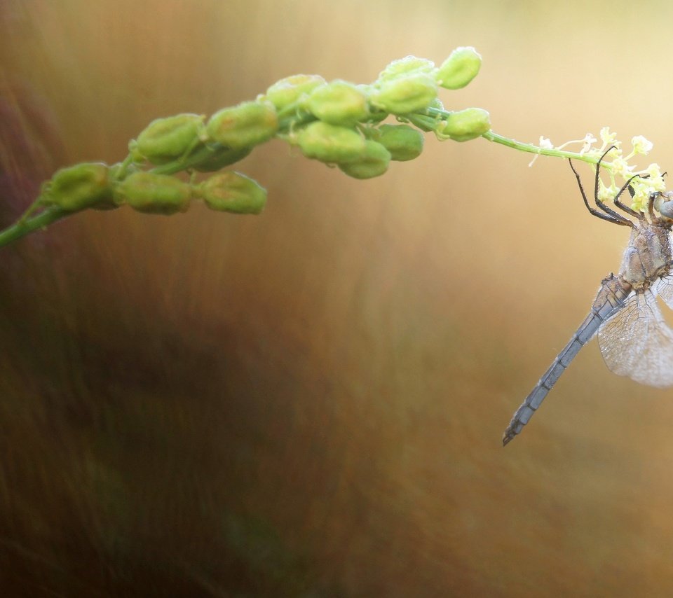 Обои природа, макро, насекомое, размытость, стрекоза, растение, стебелёк, nature, macro, insect, blur, dragonfly, plant, stem разрешение 2880x1620 Загрузить