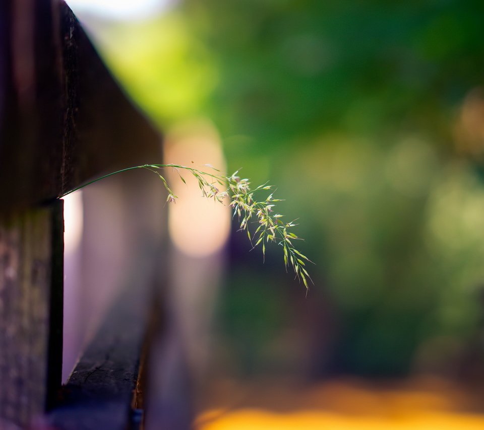 Обои трава, макро, забор, grass, macro, the fence разрешение 2048x1365 Загрузить