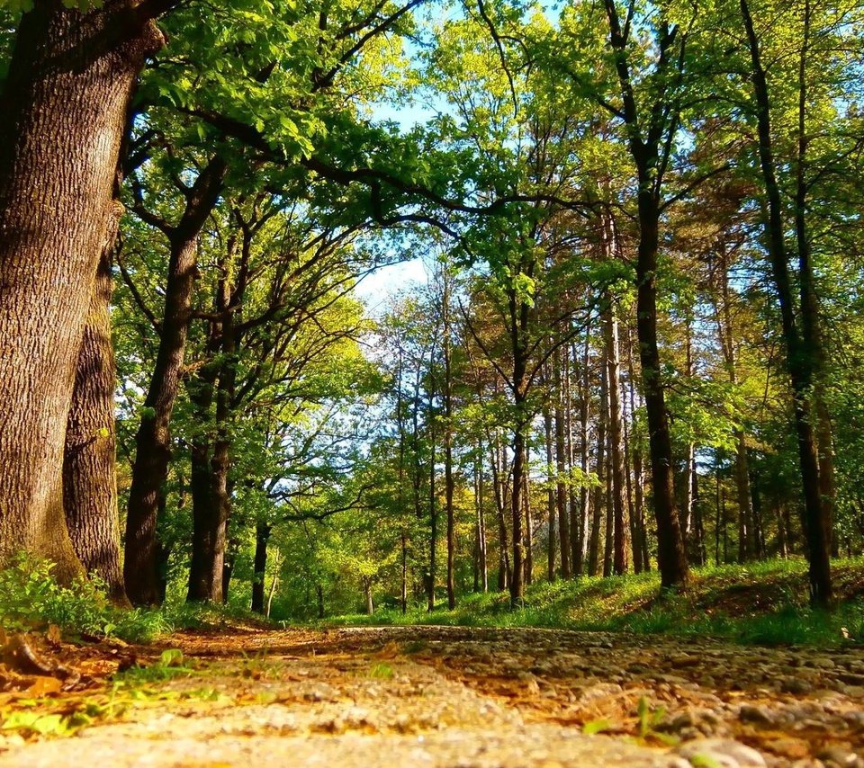 Обои дорога, деревья, лес, road, trees, forest разрешение 2048x1267 Загрузить
