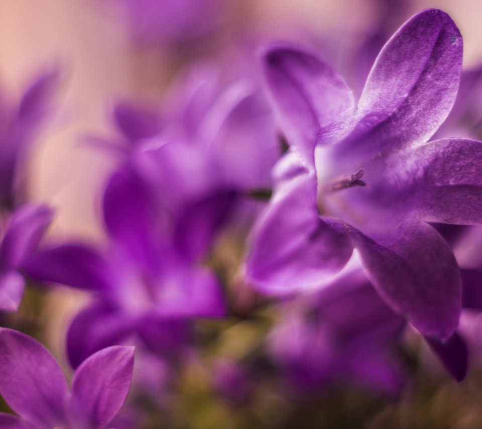 Обои макро, лепестки, колокольчики, macro, petals, bells разрешение 2048x1365 Загрузить