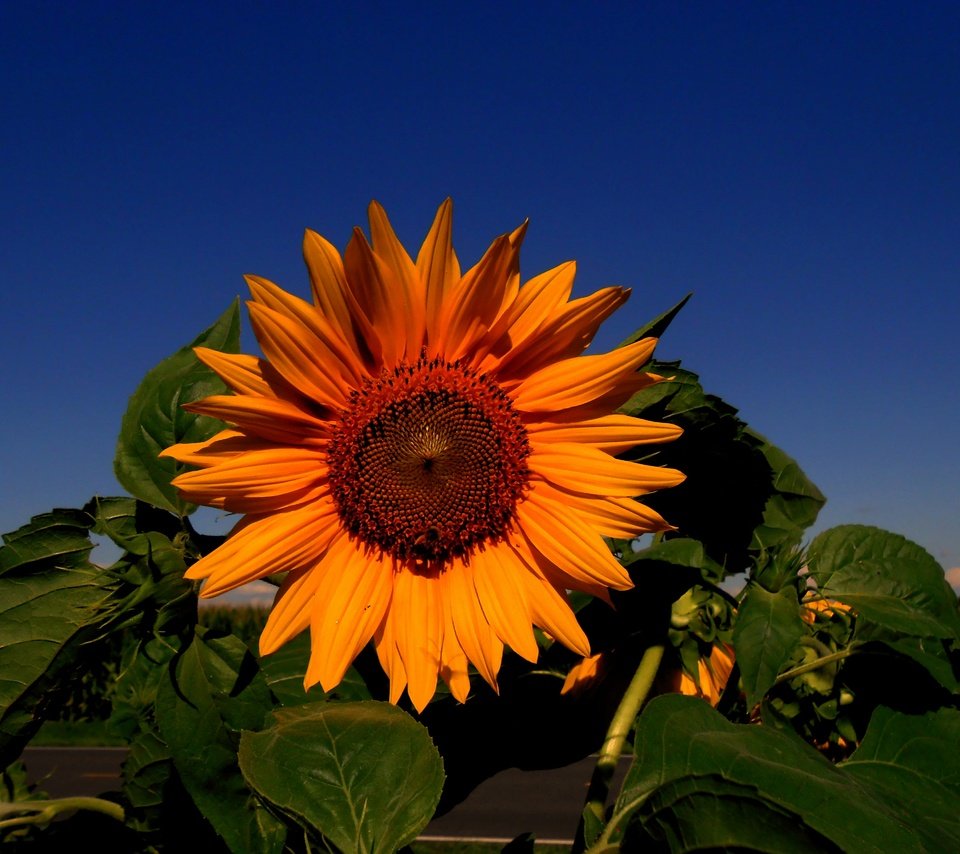 Обои небо, цветок, подсолнух, подсолнечник, the sky, flower, sunflower разрешение 4561x3416 Загрузить
