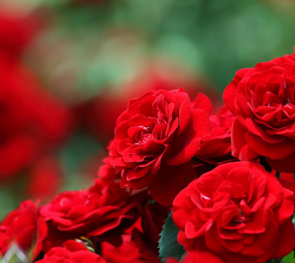 Обои цветы, розы, размытость, боке, красные розы, flowers, roses, blur, bokeh, red roses разрешение 2048x1365 Загрузить